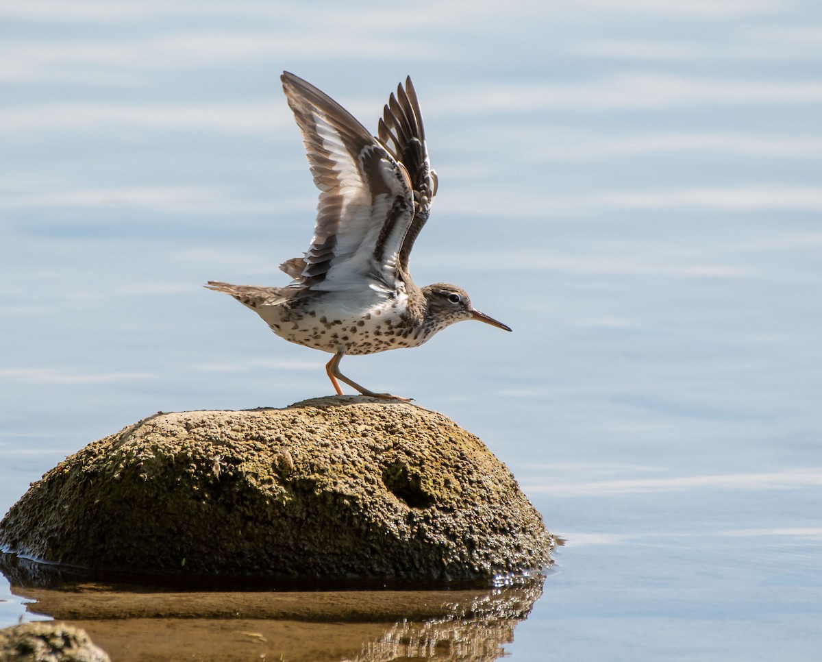 Spotted Sandpiper - Mary McSparen