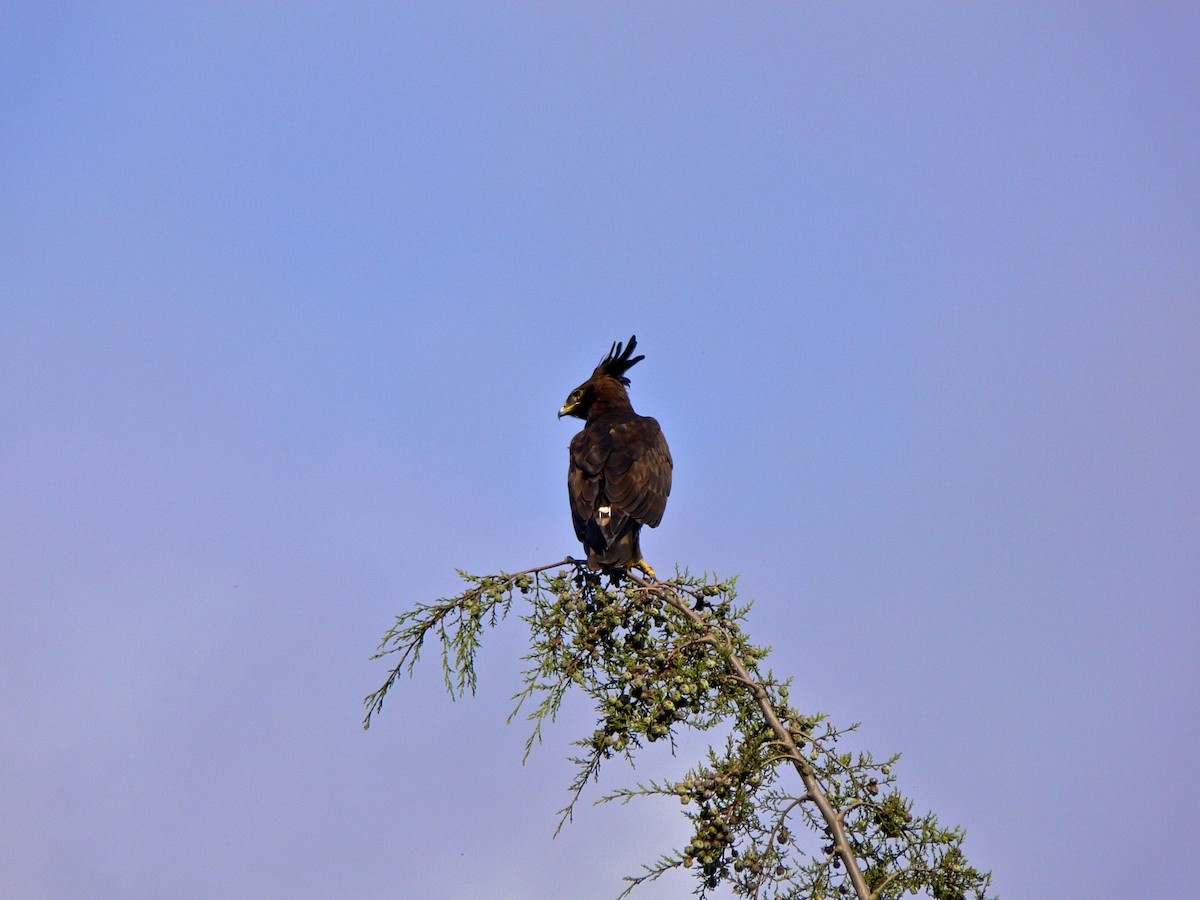 Long-crested Eagle - Michelle Martin