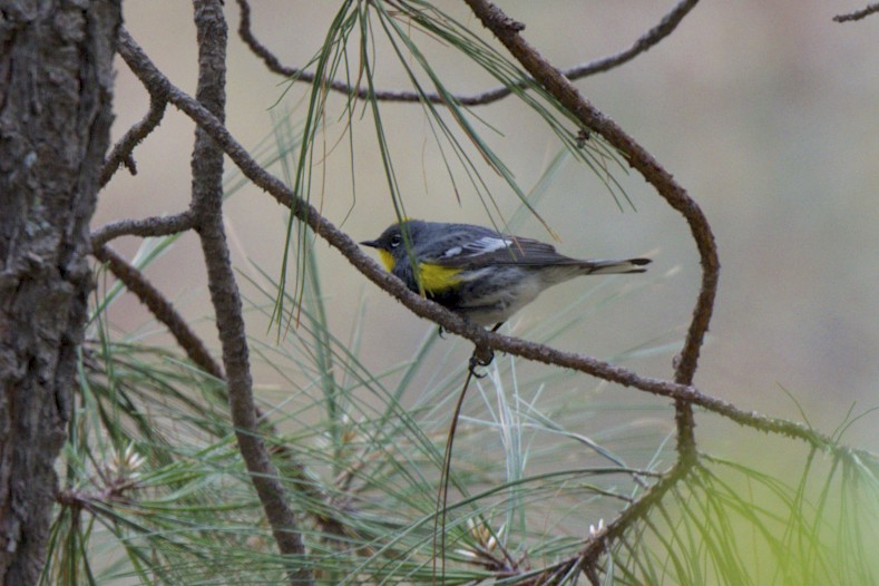 Yellow-rumped Warbler (Audubon's) - ML170860671