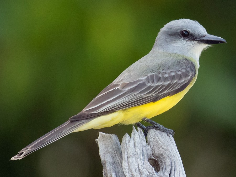 Tropical Kingbird - eBird