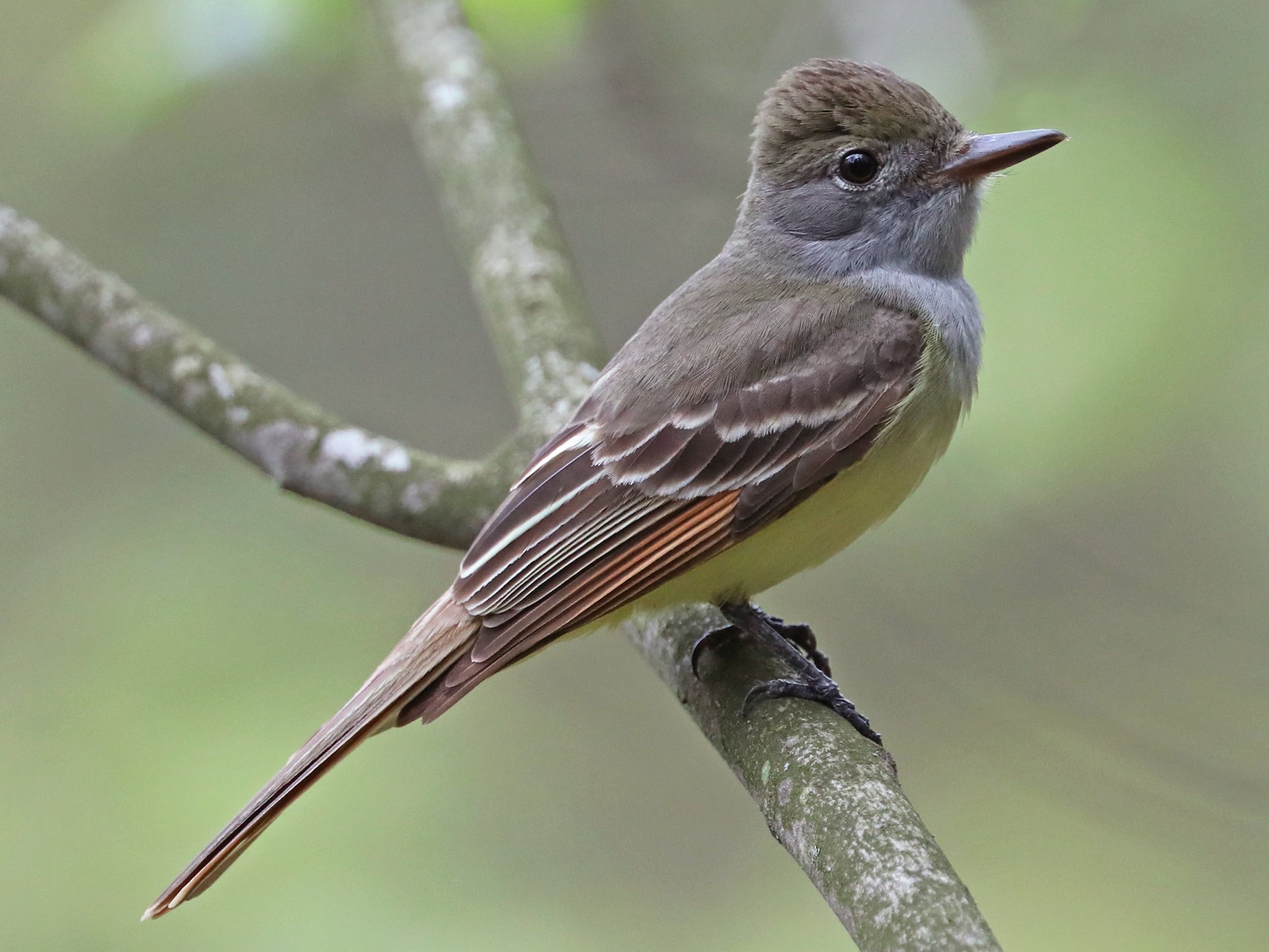 western flycatcher