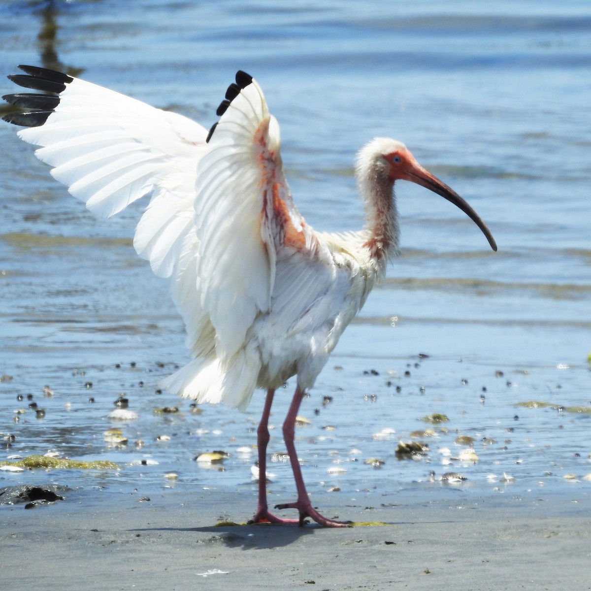 ibis bílý - ML170865061