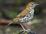 Wood Thrush