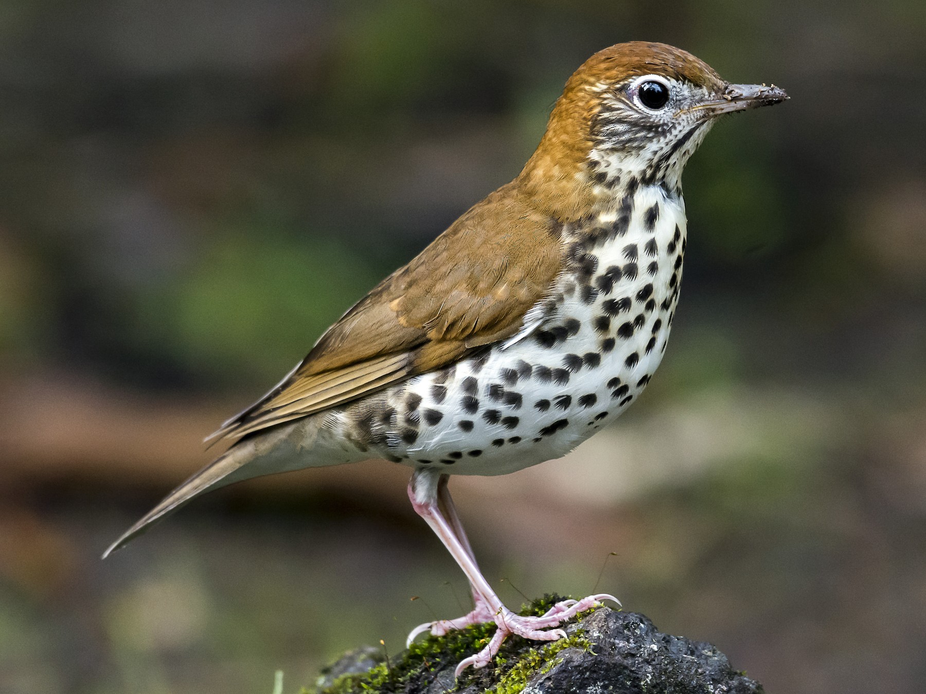 Wood Thrush - fernando Burgalin Sequeria