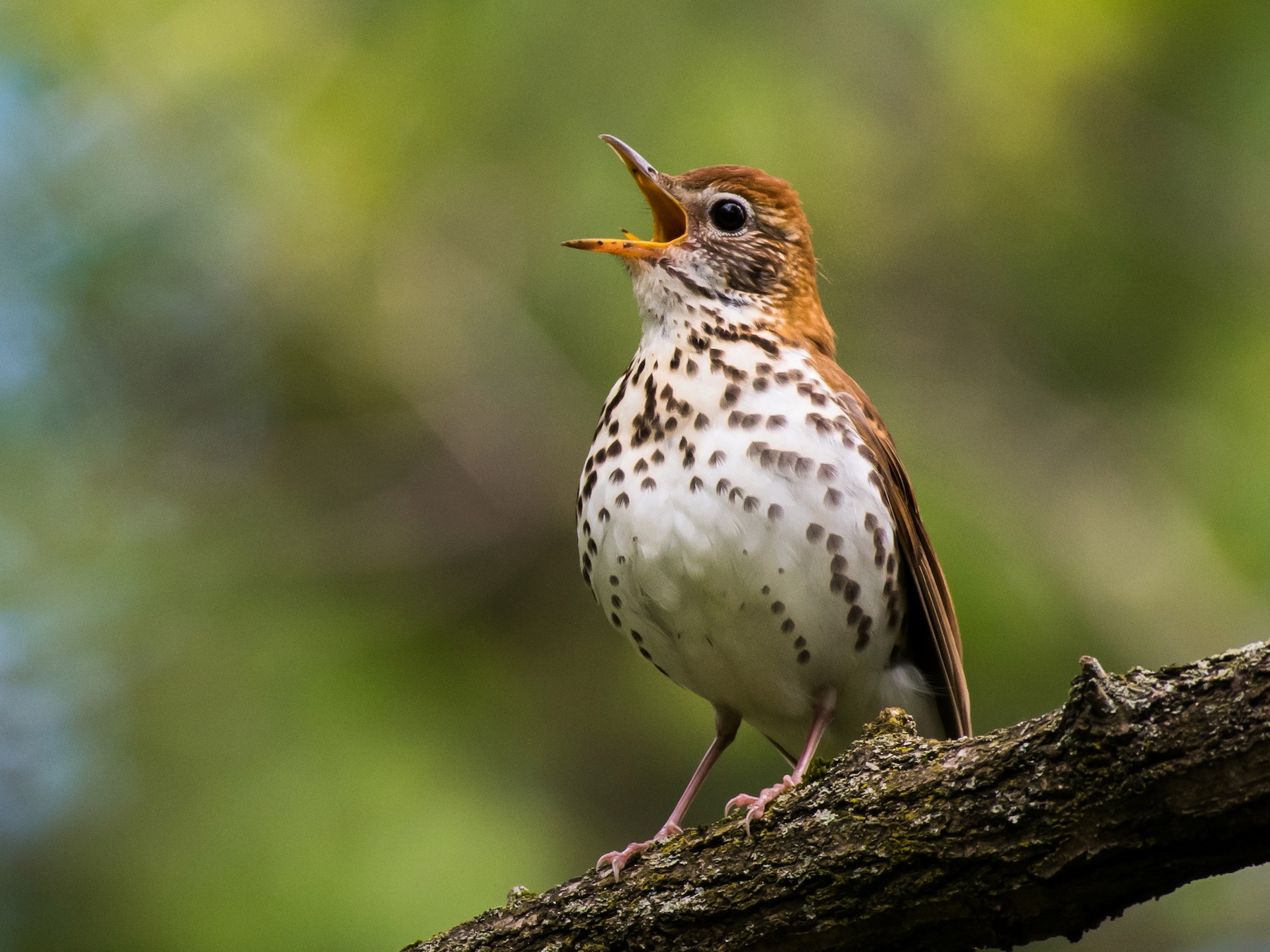 Wood Thrush - John Petruzzi