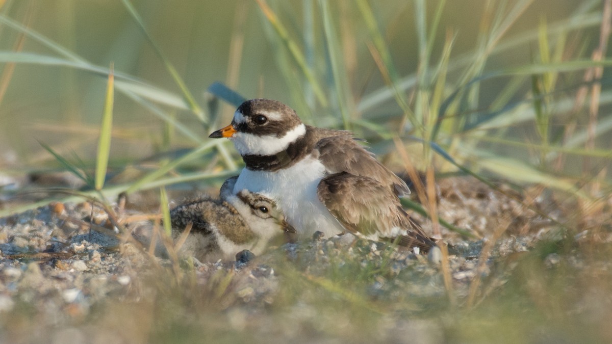Common Ringed Plover - ML170865491
