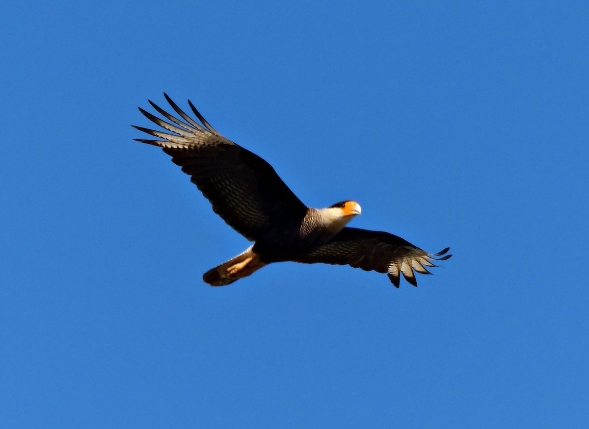 Crested Caracara (Southern) - ML170865781