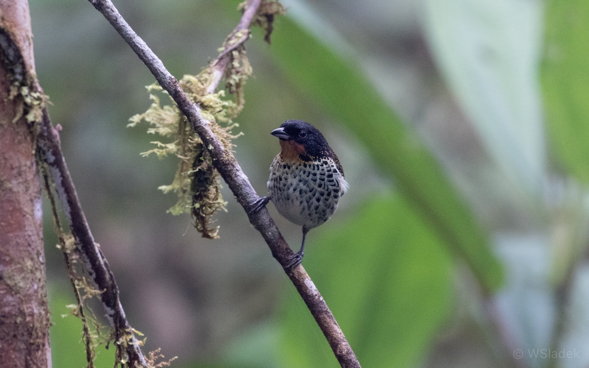 Rufous-throated Tanager - ML170867011