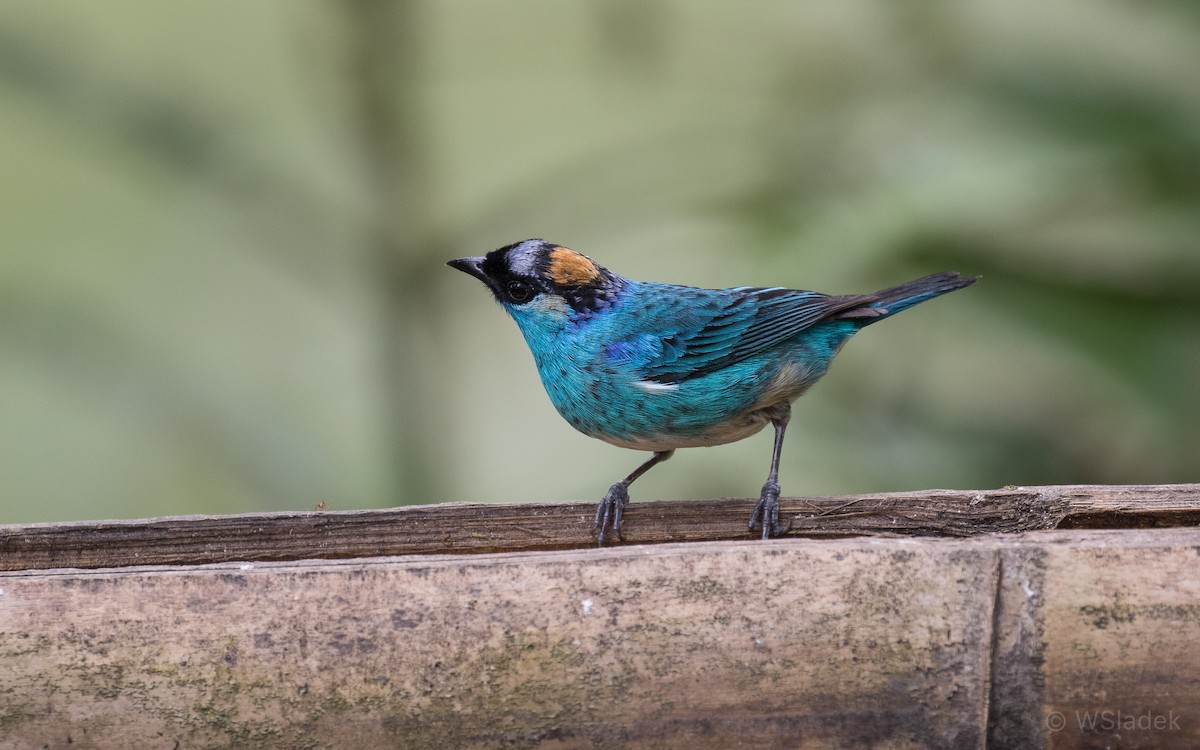 Golden-naped Tanager - ML170867051