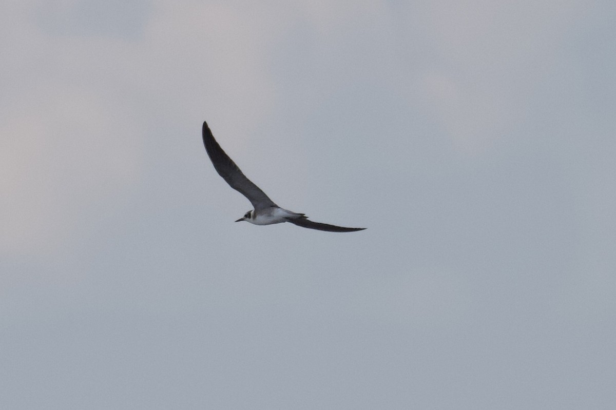 Black Tern - ML170869701