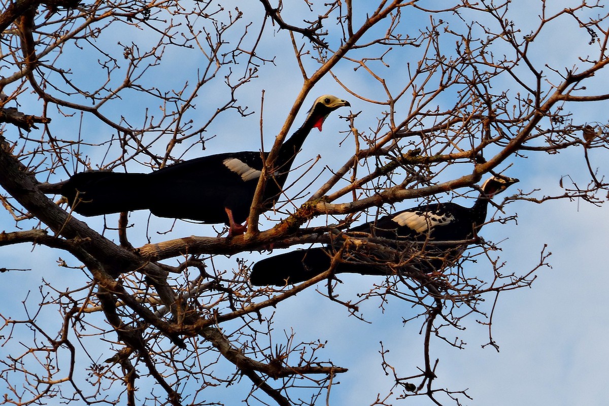 Red-throated Piping-Guan - ML170872971