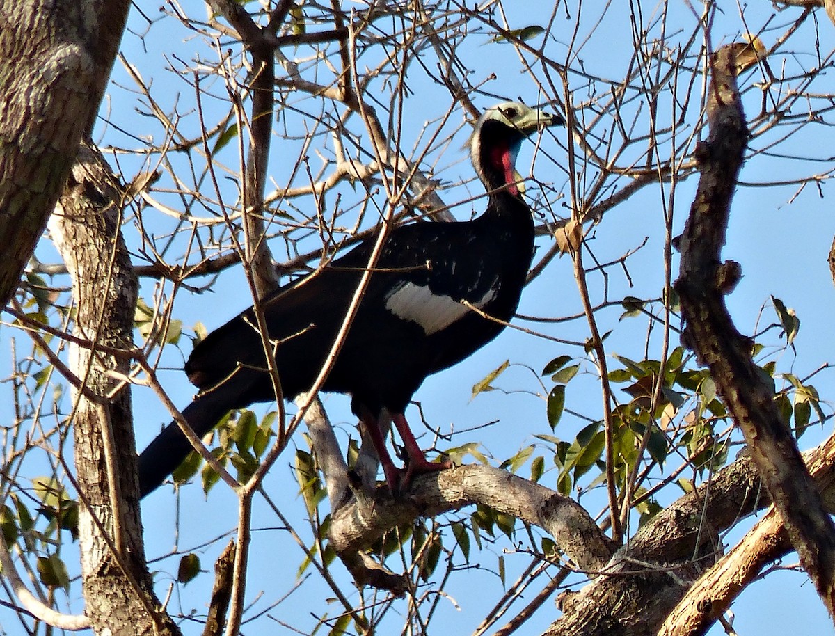 Red-throated Piping-Guan - Carlos Schmidtutz