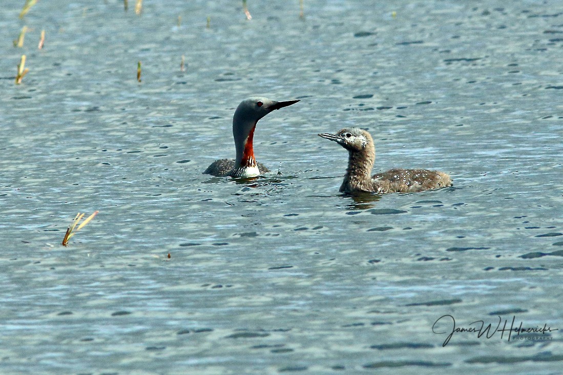 Red-throated Loon - ML170876851