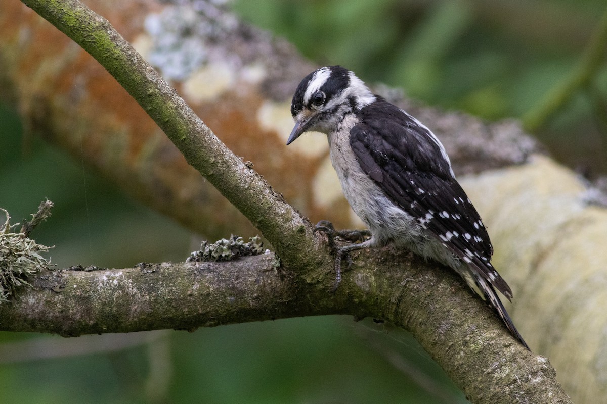 Downy Woodpecker (Pacific) - Rob Fowler