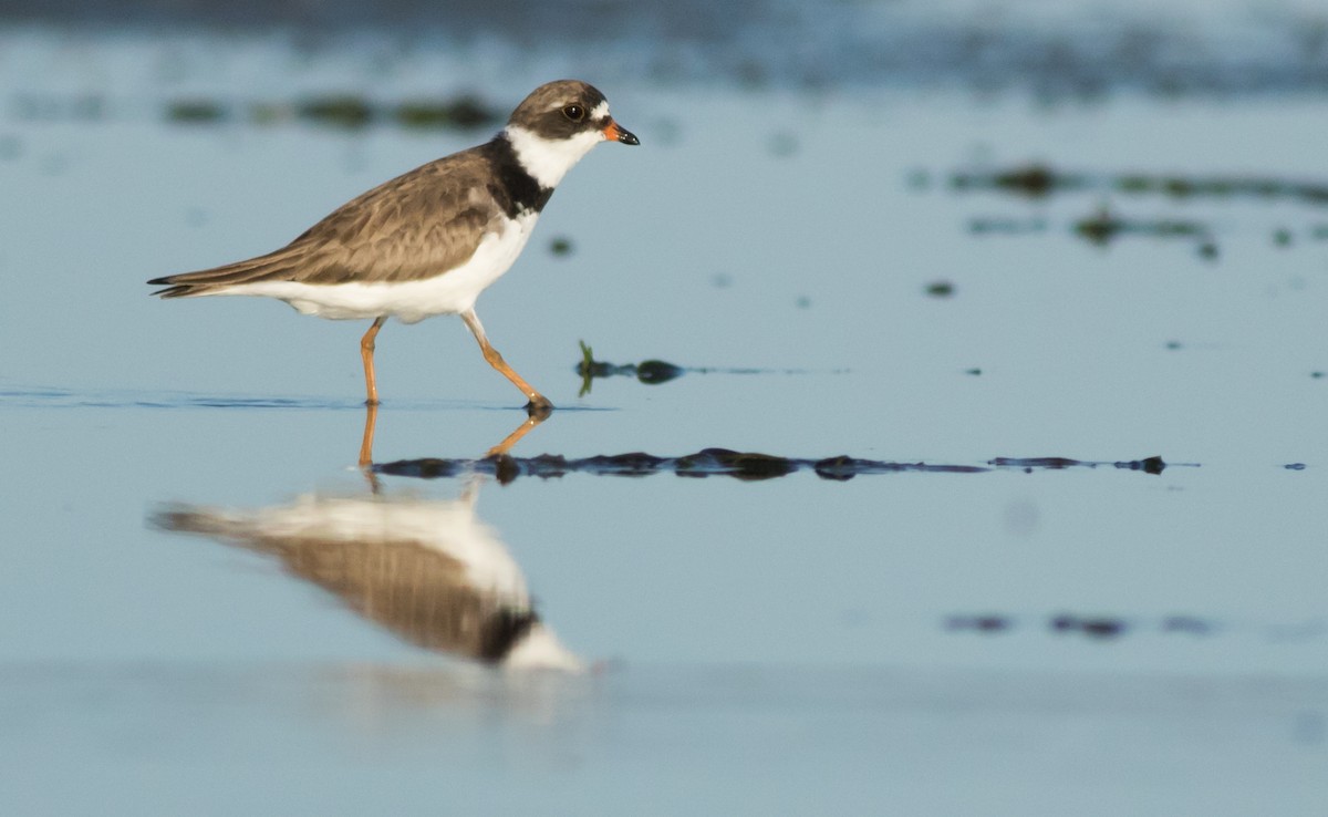 Semipalmated Plover - ML170882611