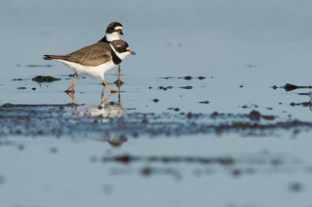Semipalmated Plover - ML170882621