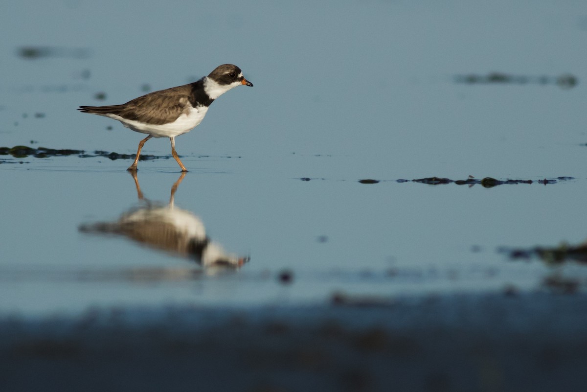 Semipalmated Plover - ML170882651