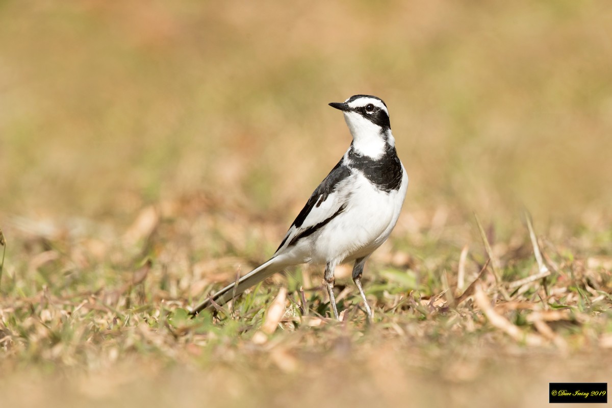 African Pied Wagtail - David Irving