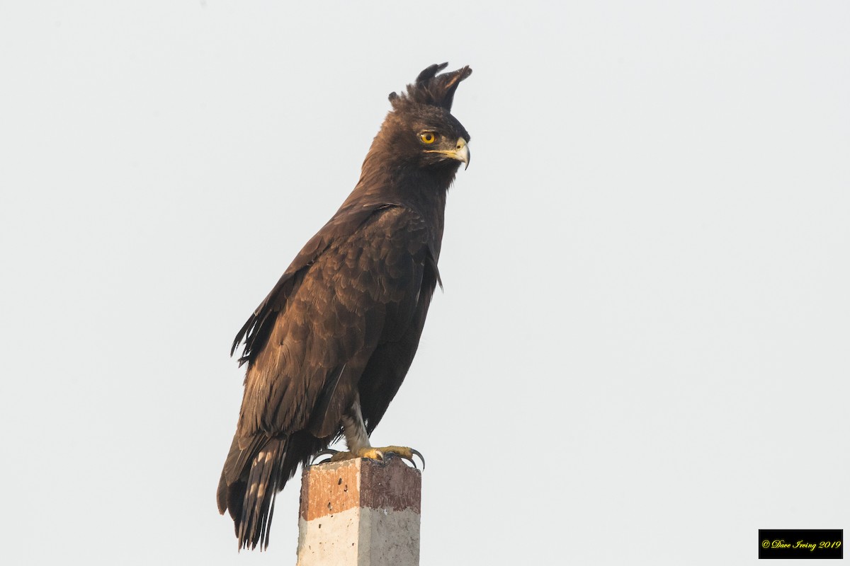 Long-crested Eagle - David Irving