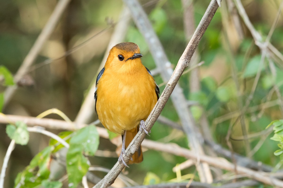 Red-capped Robin-Chat - ML170883301