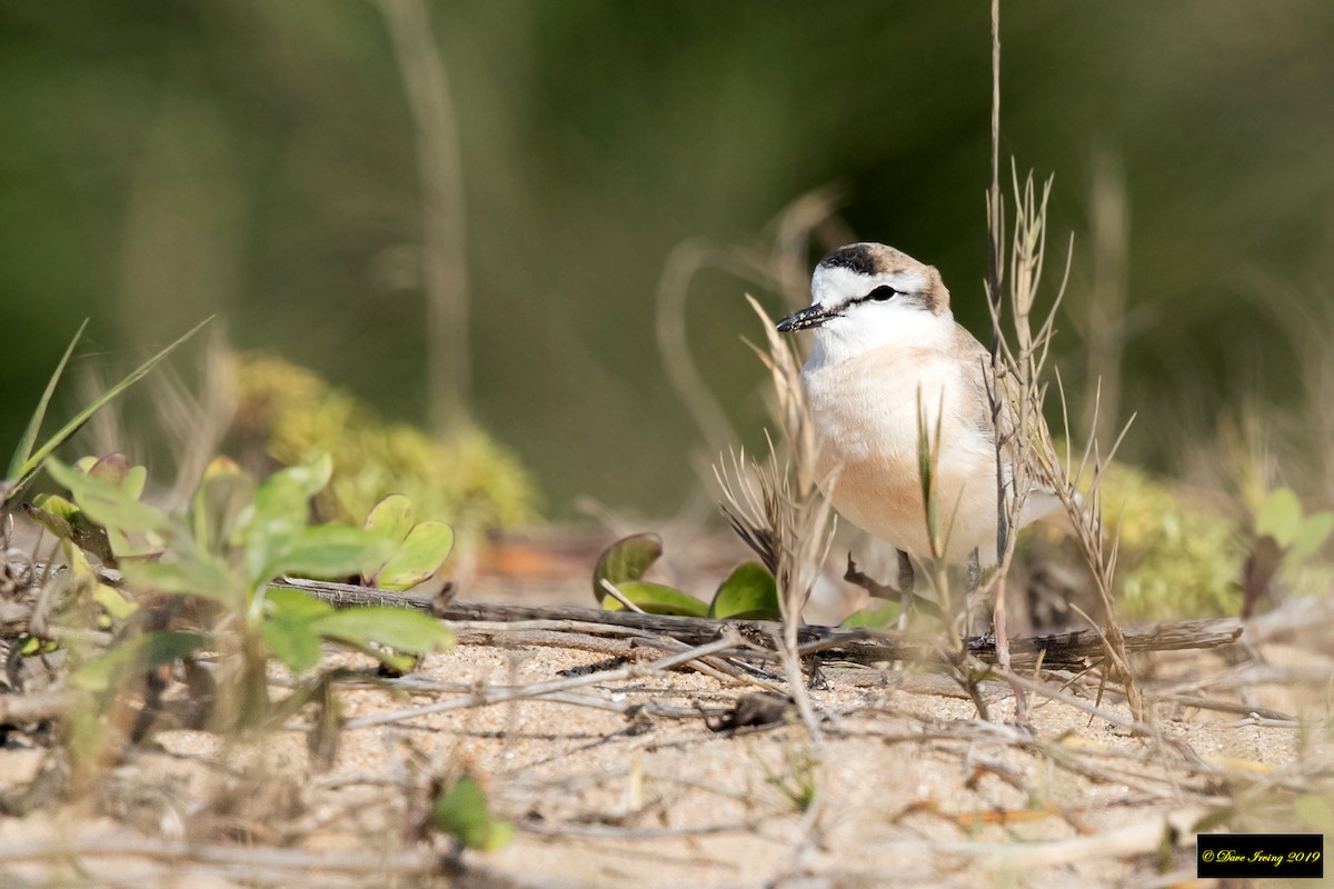 White-fronted Plover - David Irving