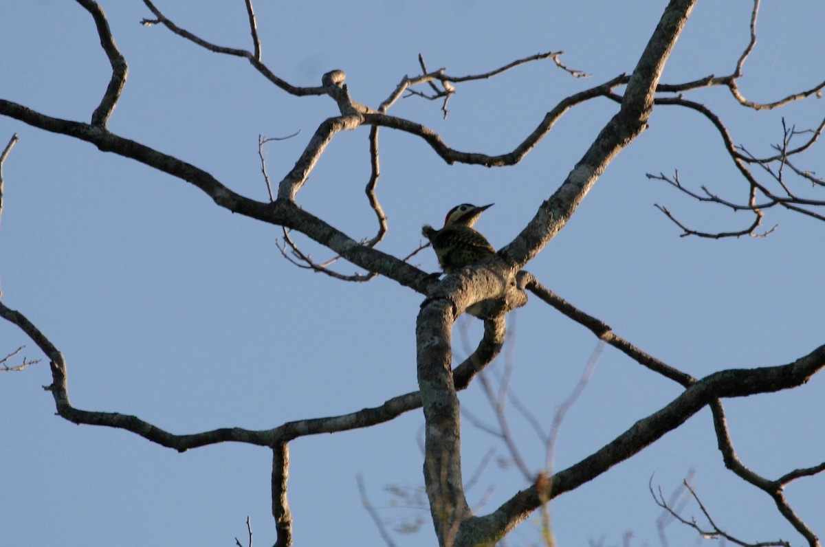 Green-barred Woodpecker - ML170886261
