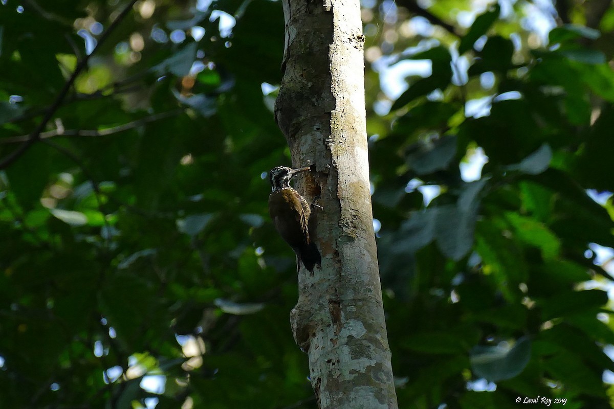 Golden-crowned Woodpecker - ML170886621