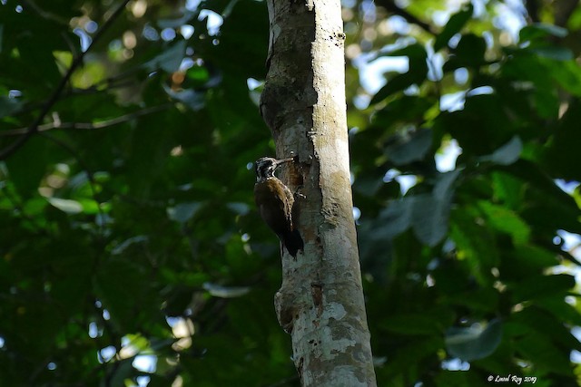 Golden-crowned Woodpecker