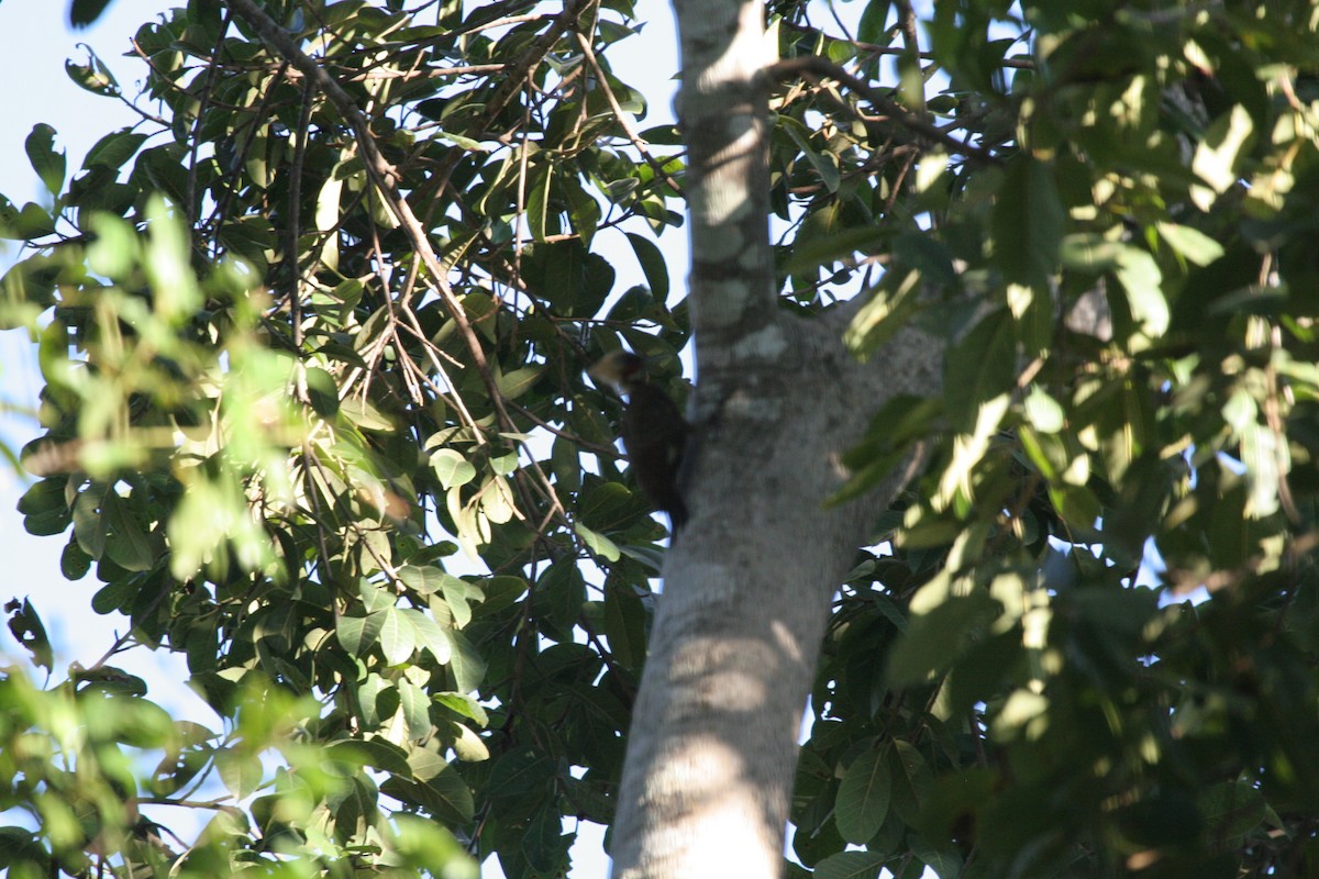 Pale-crested Woodpecker - Gary Brunvoll