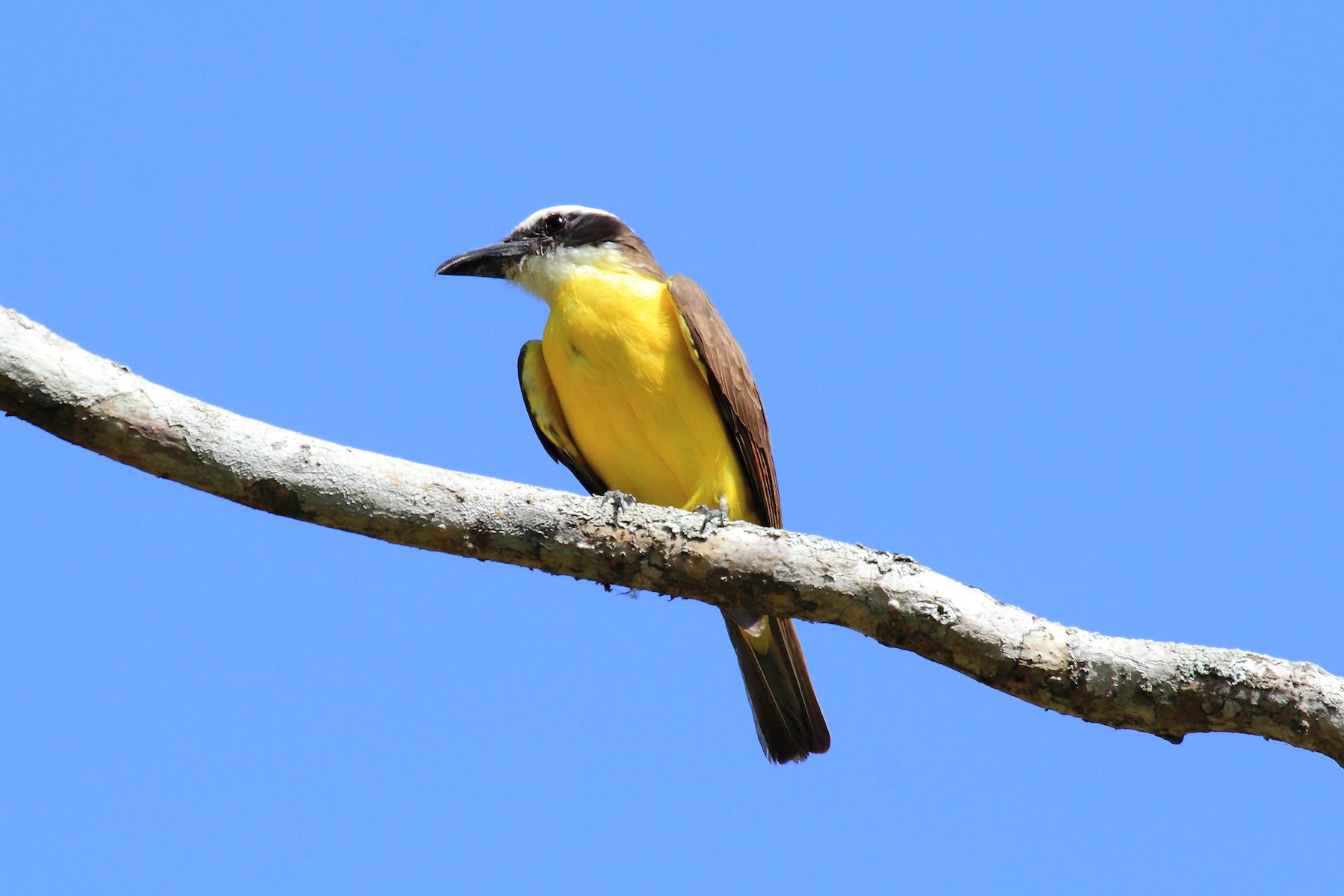 Boat-billed Flycatcher (Tumbes) - eBird