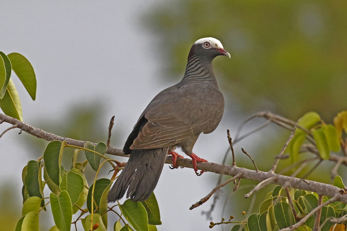 White-crowned Pigeon - ML170892521