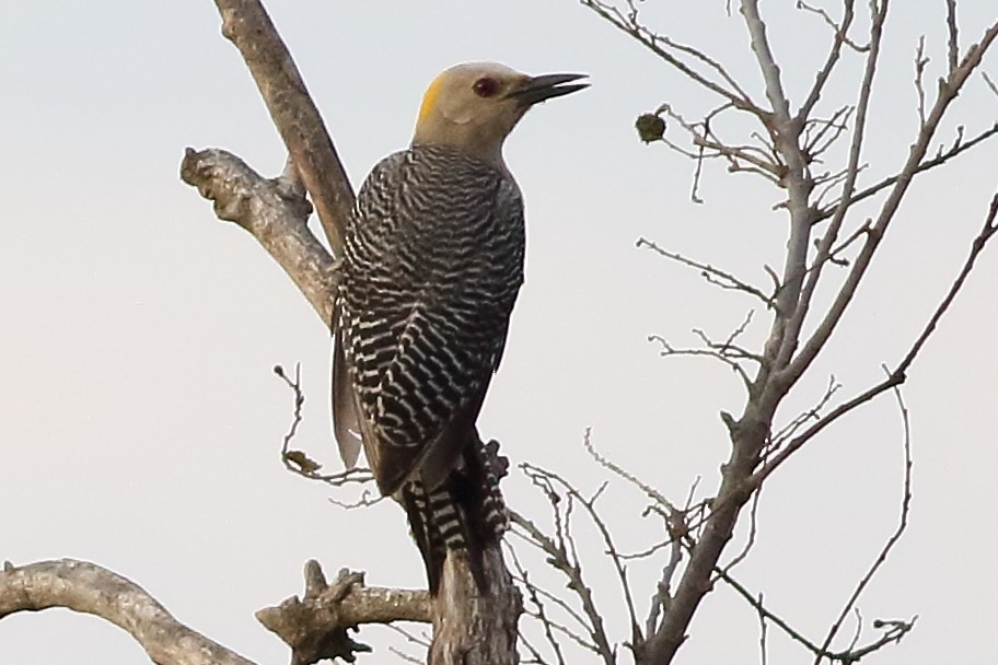 Golden-fronted Woodpecker (West Mexico) - ML170894661