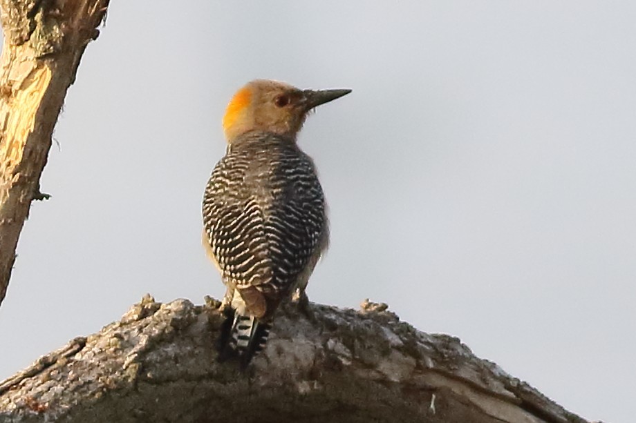 Golden-fronted Woodpecker (West Mexico) - ML170894711