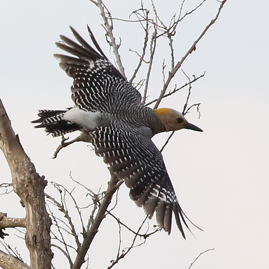 Golden-fronted Woodpecker (West Mexico) - ML170894721