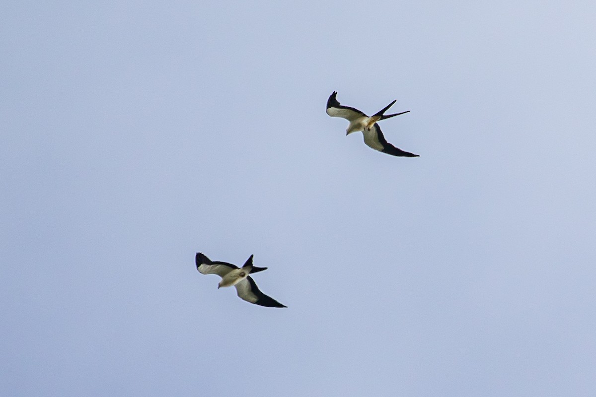 Swallow-tailed Kite - Cris Heins