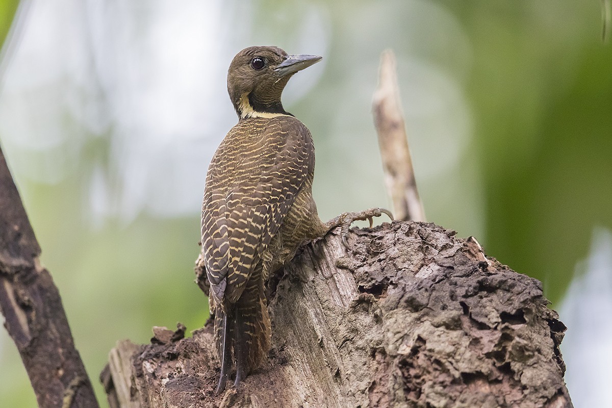 Buff-necked Woodpecker - Matthew Kwan