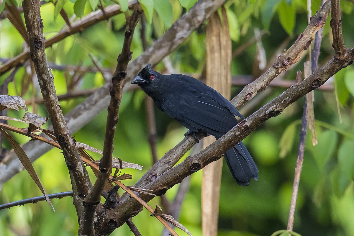 Black Magpie (Bornean) - ML170901051
