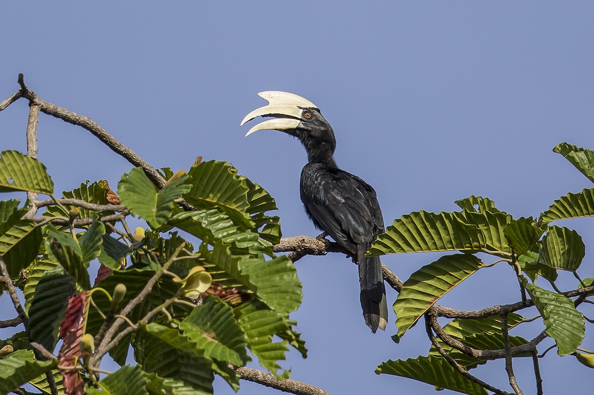 Black Hornbill - Matthew Kwan