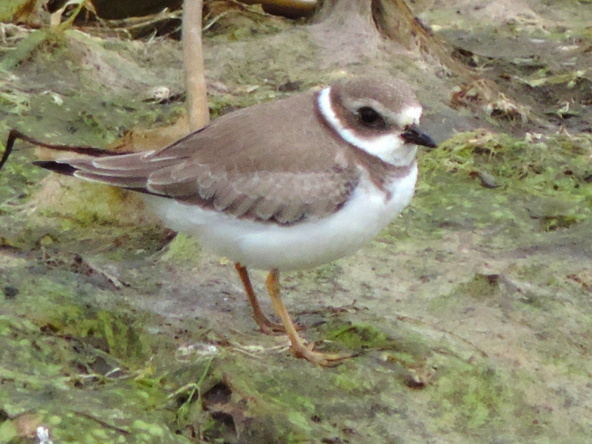 Semipalmated Plover - Urs Geiser