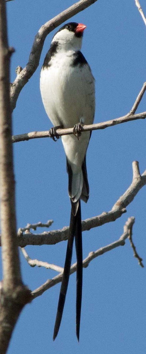 Pin-tailed Whydah - Karen Carter