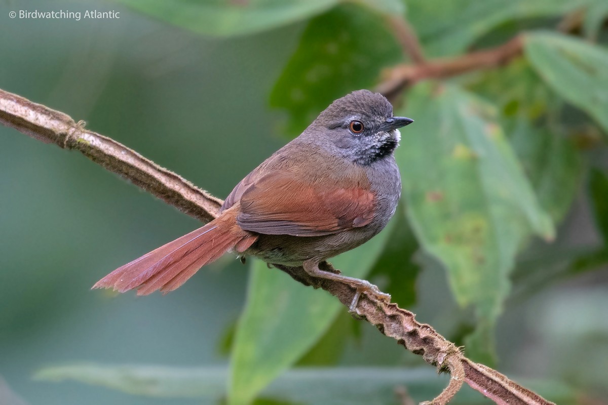 Gray-bellied Spinetail - ML170908371