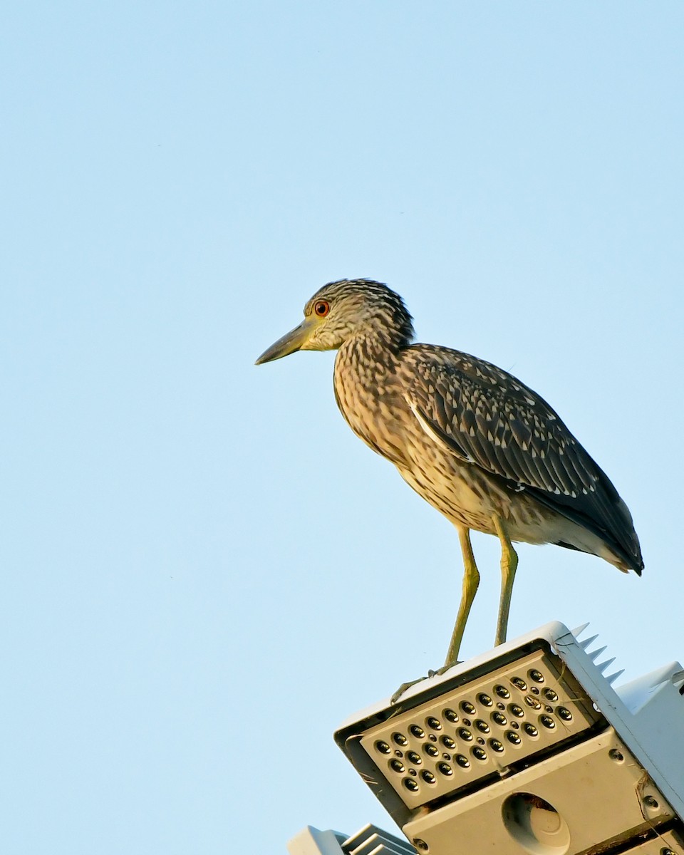 Yellow-crowned Night Heron (Yellow-crowned) - Kevin Murphy