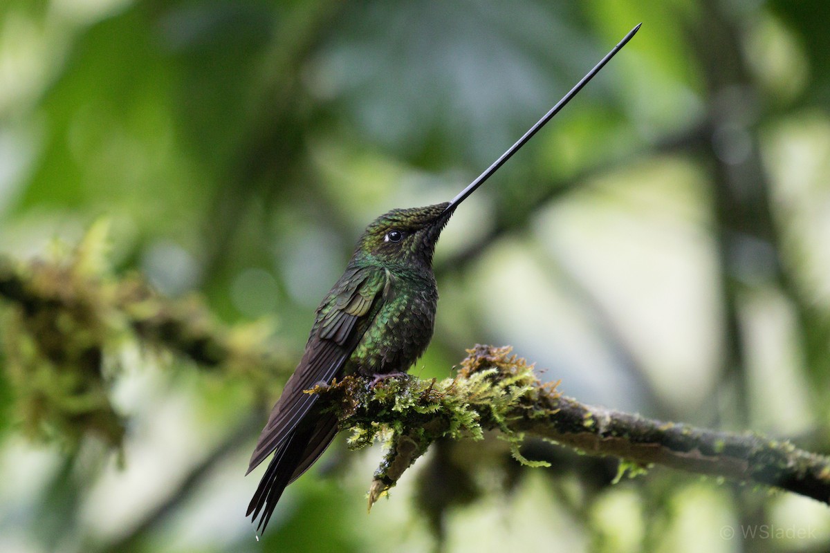 Sword-billed Hummingbird - ML170912481