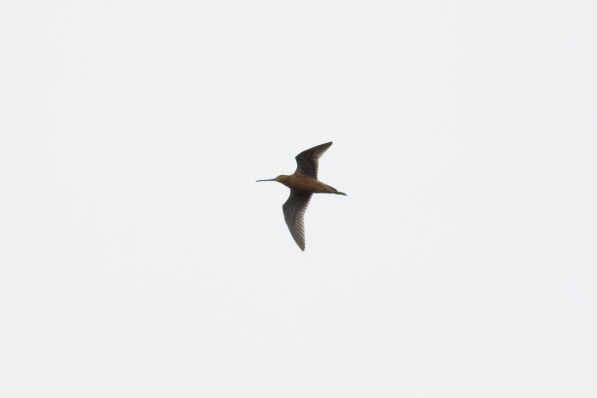 Long-billed Dowitcher - ML170914041