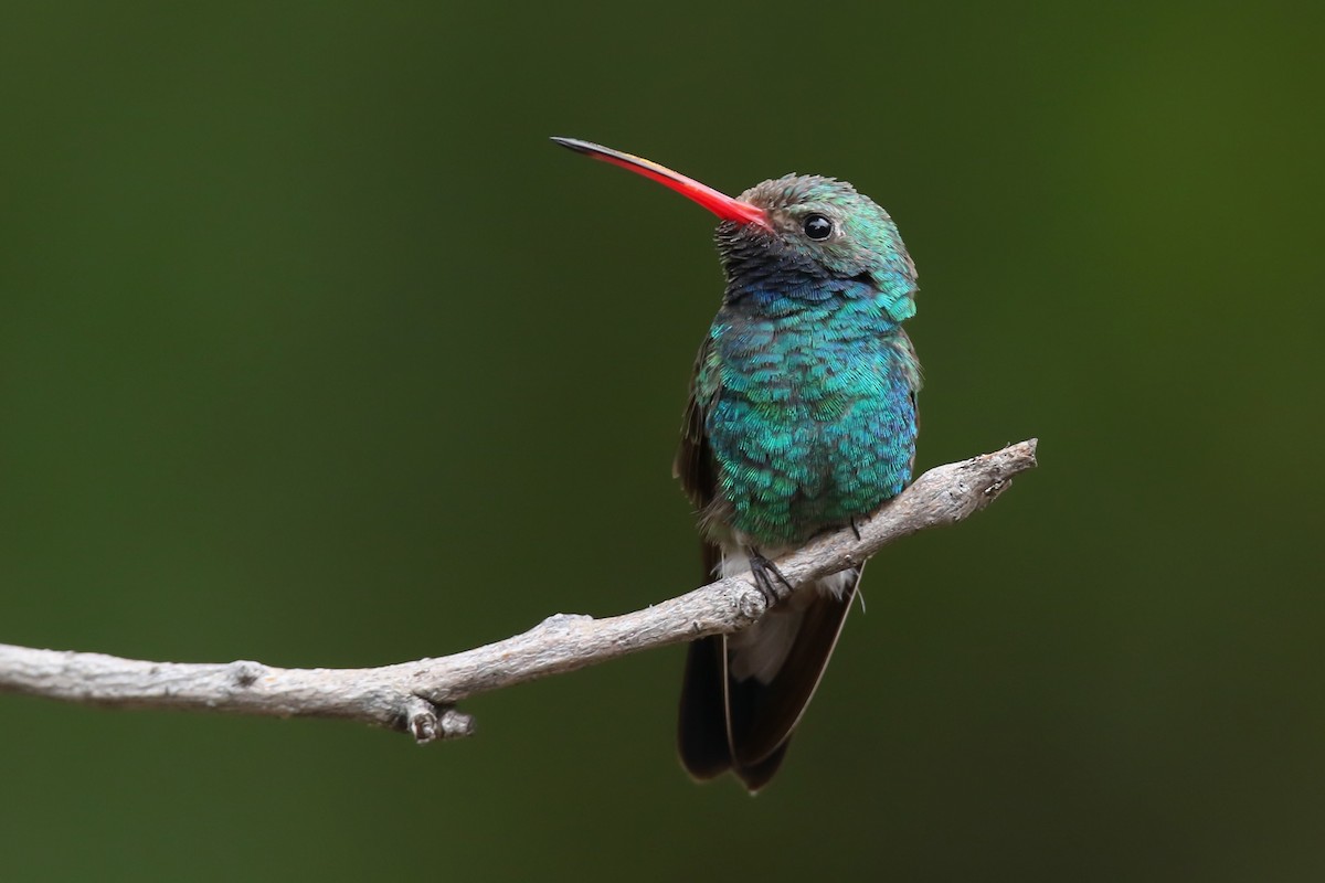 Broad-billed Hummingbird - Kojo Baidoo