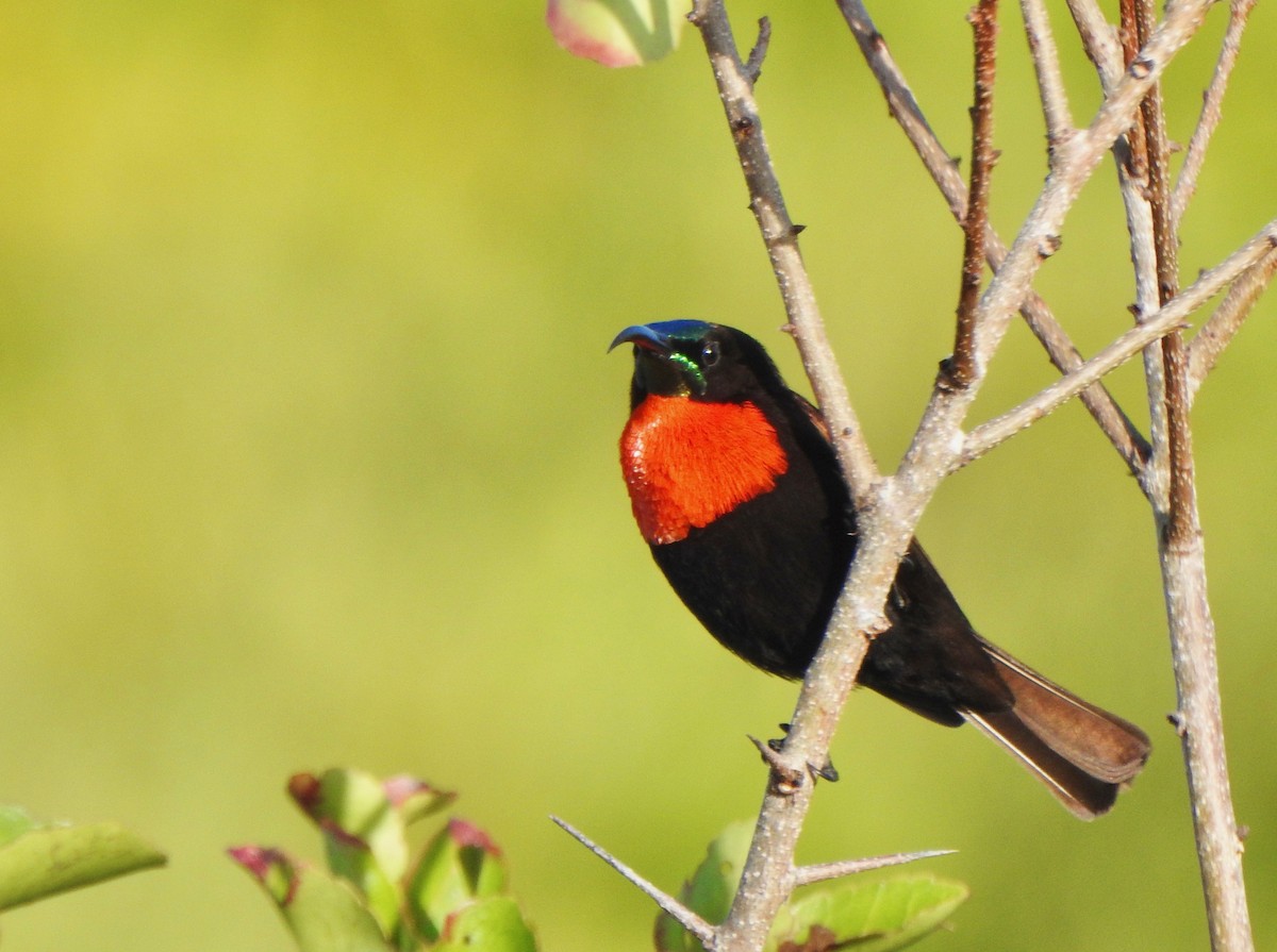 Scarlet-chested Sunbird - Kalin Ocaña