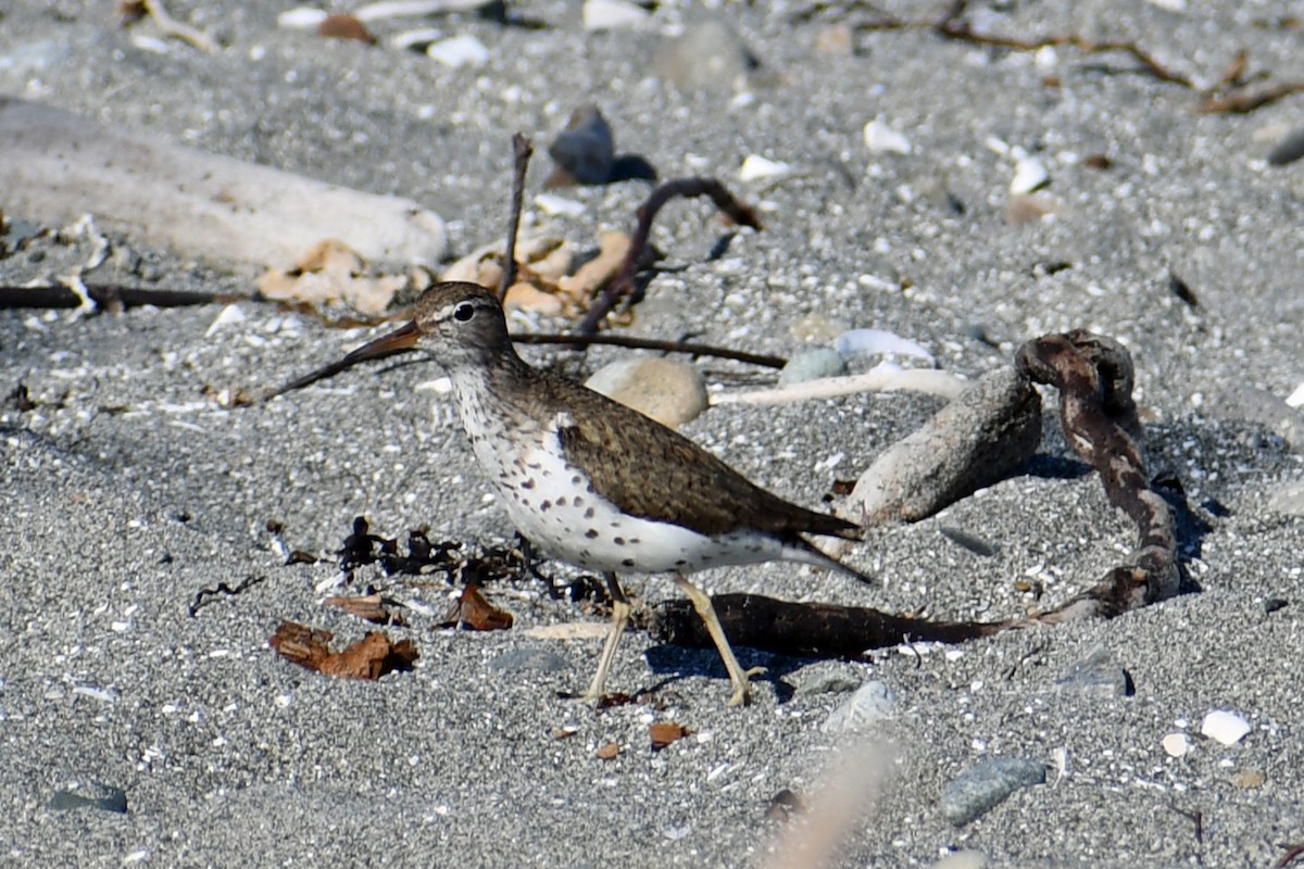 Spotted Sandpiper - Steve Hawes