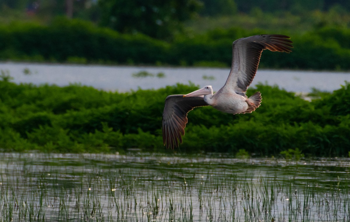 Spot-billed Pelican - rahul suresh