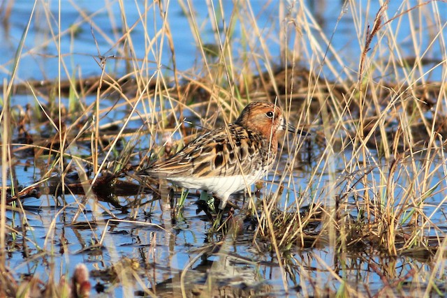 Spoon-billed Sandpiper. - Spoon-billed Sandpiper - 