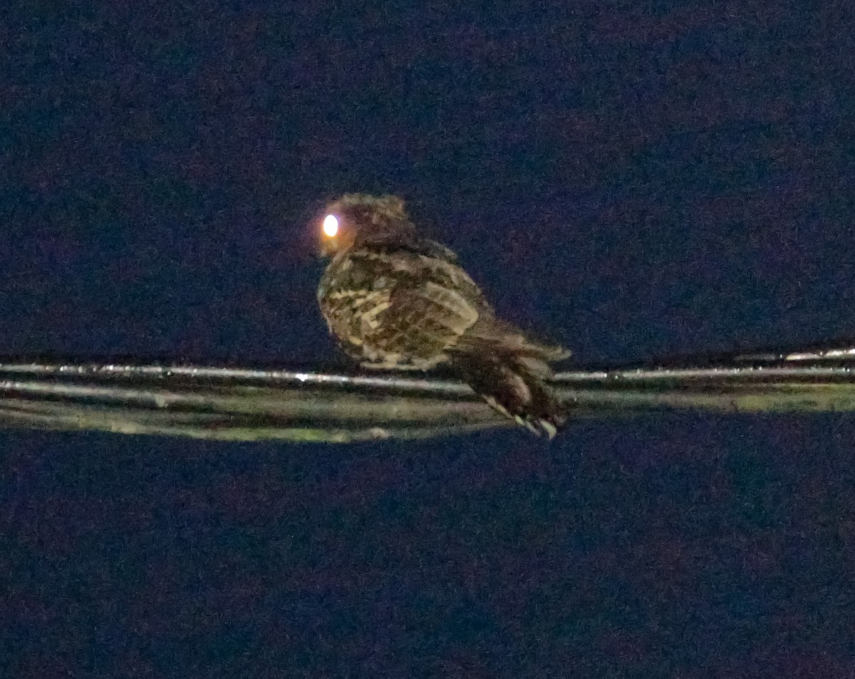 Large-tailed Nightjar - Neoh Hor Kee